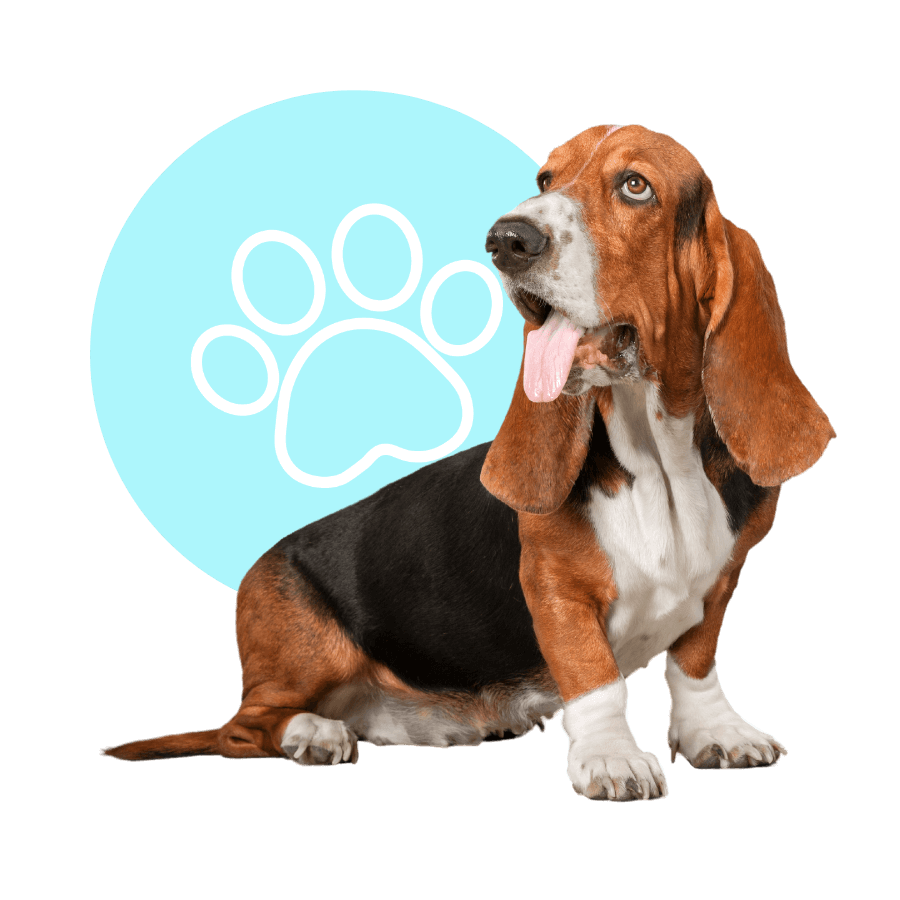 Vet Near Me Hockessin, DE 19707 Hockessin Animal Hospital