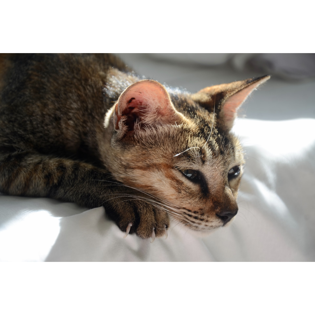 Photo inspiration: Recognizing Pain In Cats With Depression Reference: Recognizing Pain In Your Cat