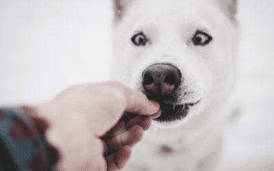 Secrets To Successfully Medicate Your Pet