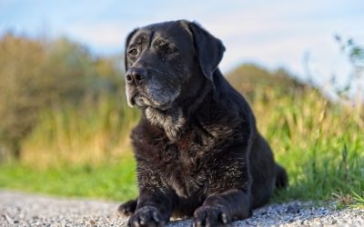 Guidelines for Caring for Your Senior Pet