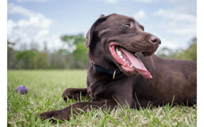 Learn About Your Pet’s Springtime Skin Allergies