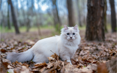 Keep Your Cat Out of the Sun to Avoid Squamous Cell Carcinoma
