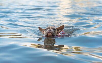 Five Guidelines for Ensuring Safe Swimming with Your Pet