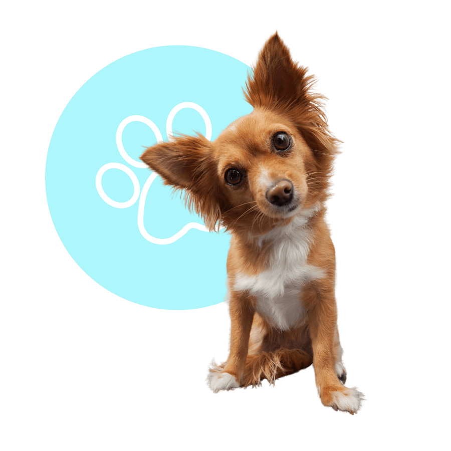 Cute small dog with fluffy ears Cute small dog with fluffy ears